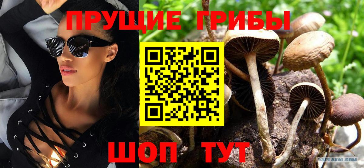 Галлюциногенные грибы прущие грибы  Галлюциногенные грибы GOLDEN TEACHER  Вход с VPN  Елабуга 